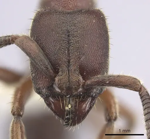 Euponera sjostedti - CASENT0249206