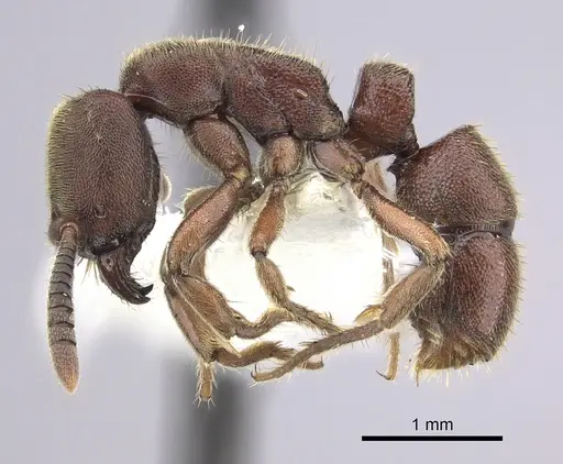 Euponera sjostedti - CASENT0249206