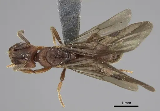 Euponera sjostedti - CASENT0286677