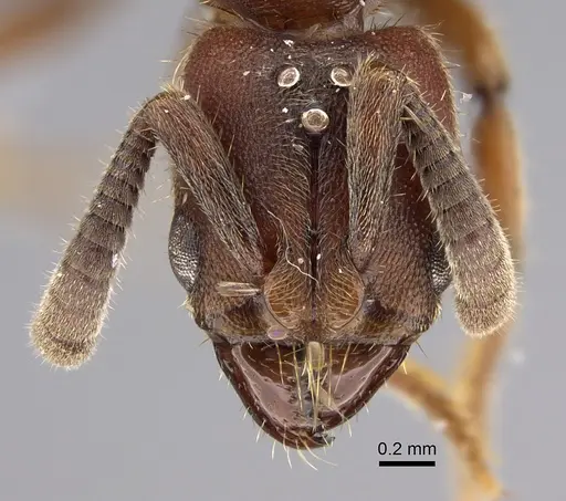 Euponera sjostedti - CASENT0286677