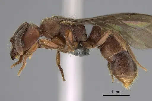 Euponera sjostedti - CASENT0286677