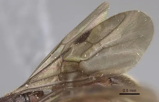 Euponera sjostedti - CASENT0286677