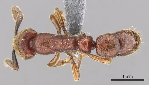 Euponera sjostedti - CASENT0296396