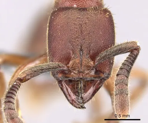 Euponera sjostedti - CASENT0296396