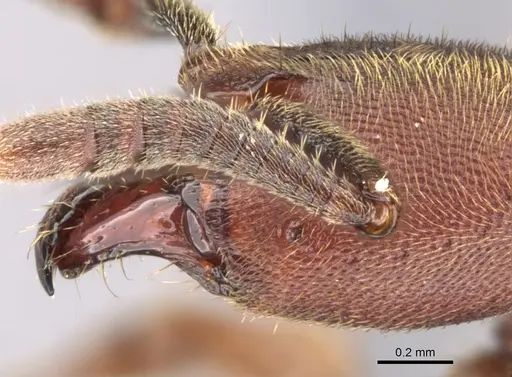 Euponera sjostedti - CASENT0296396