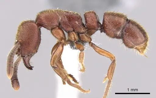 Euponera sjostedti - CASENT0296396