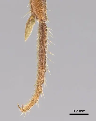 Euponera sjostedti - CASENT0296396