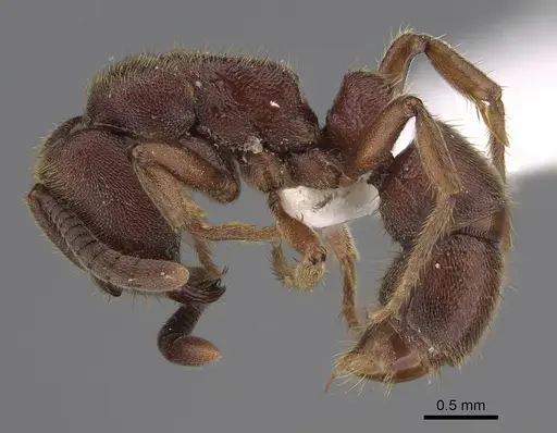 Euponera sjostedti - CASENT0872801