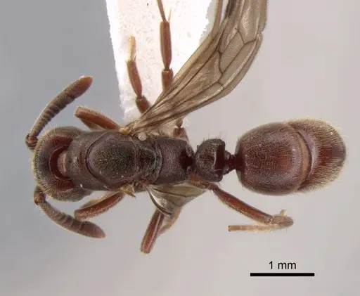 Euponera sjostedti - CASENT0882091