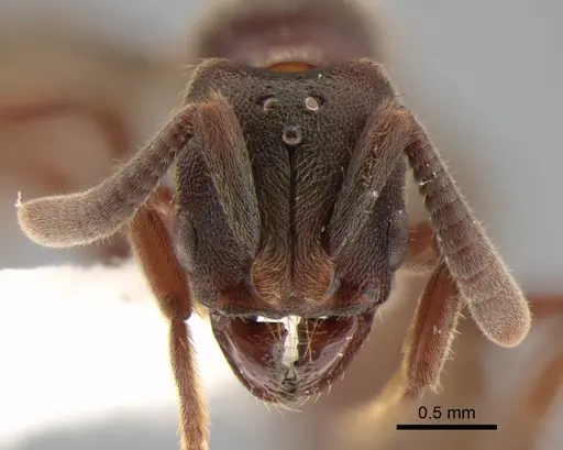 Euponera sjostedti - CASENT0882091