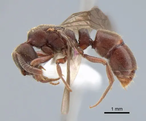 Euponera sjostedti - CASENT0882091