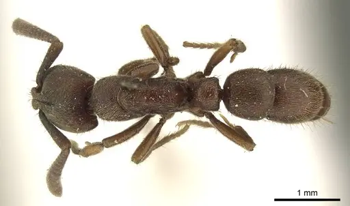 Euponera sjostedti - CASENT0915670