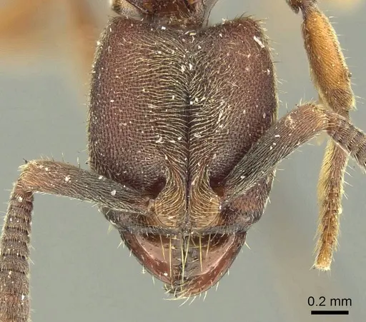 Euponera sjostedti - CASENT0915670