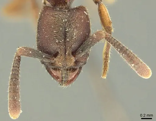 Euponera sjostedti - CASENT0915670