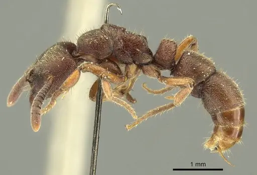 Euponera sjostedti - CASENT0915670