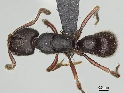 Euponera tahary specimen