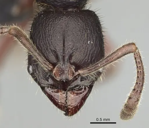 Euponera tahary specimen