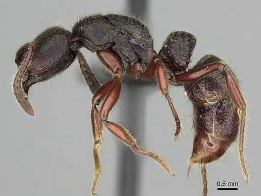 Euponera tahary specimen