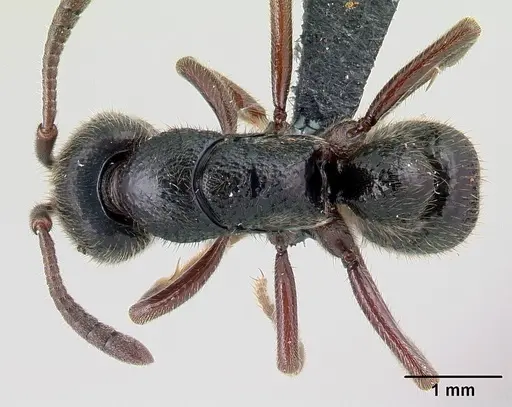 Euponera tahary - CASENT0164205