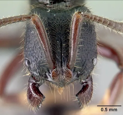 Euponera tahary - CASENT0164205