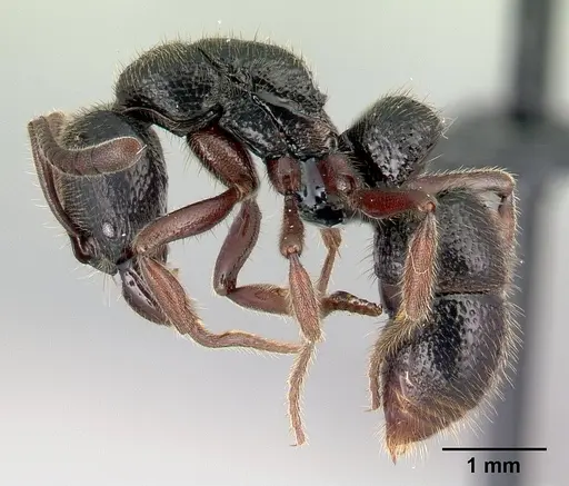 Euponera tahary - CASENT0164205