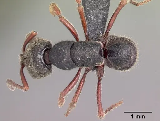 Euponera vohitravo specimen