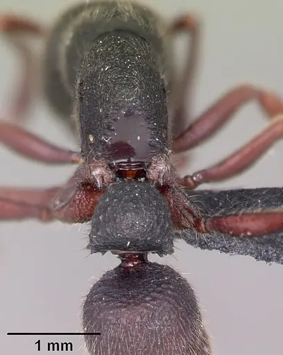 Euponera vohitravo specimen