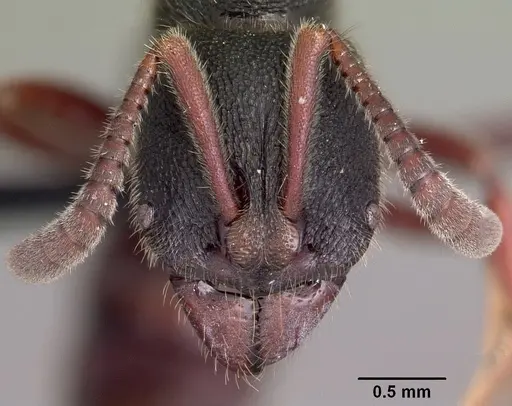 Euponera vohitravo specimen