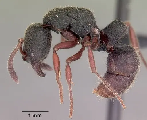 Euponera vohitravo - CASENT0034499