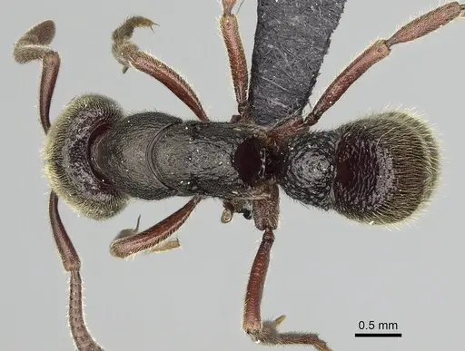 Euponera vohitravo - CASENT0050524