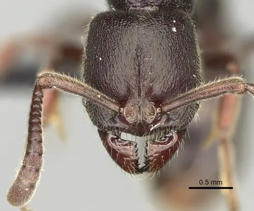 Euponera vohitravo - CASENT0050524