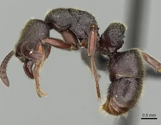 Euponera vohitravo - CASENT0050524