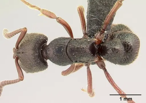 Euponera vohitravo - CASENT0141616