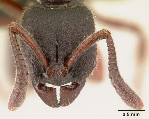 Euponera vohitravo - CASENT0141616