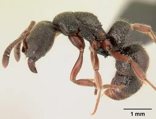 Euponera vohitravo - CASENT0141616