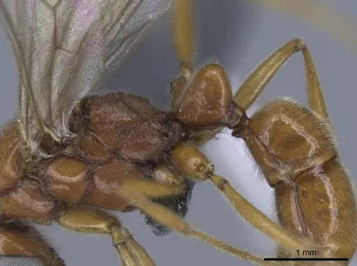 Euponera vohitravo - CASENT0740599