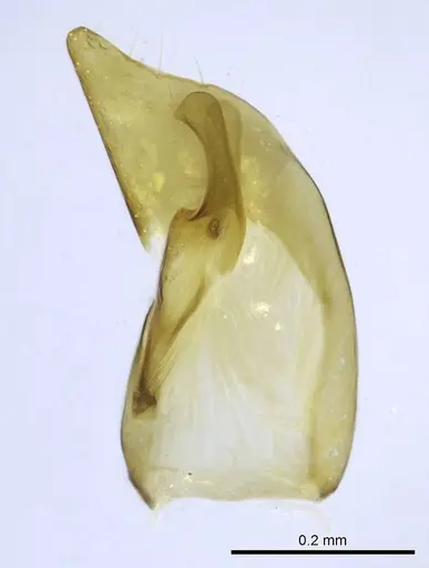 Euponera vohitravo - CASENT0740600