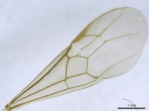 Euponera vohitravo - CASENT0740615