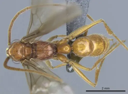 Euponera vohitravo - CASENT0740617