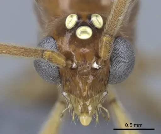 Euponera vohitravo - CASENT0740617