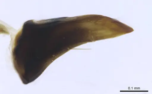 Euponera vohitravo - CASENT0740617