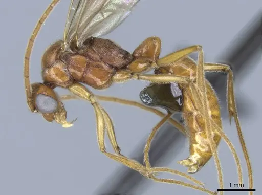 Euponera vohitravo - CASENT0740617