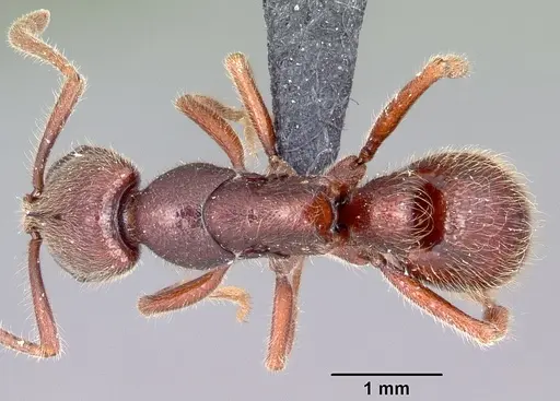 Euponera zoro specimen