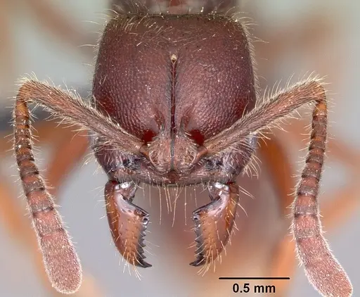 Euponera zoro specimen