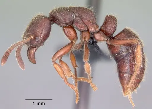 Euponera zoro specimen