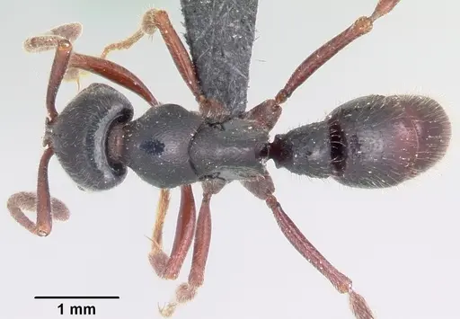 Euponera zoro - CASENT0045619