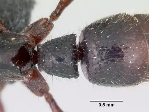 Euponera zoro - CASENT0045619