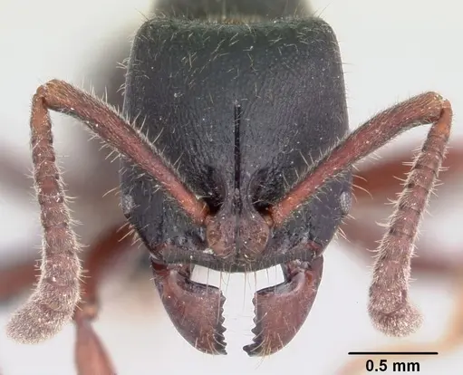 Euponera zoro - CASENT0045619