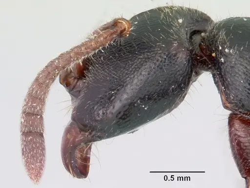 Euponera zoro - CASENT0045619