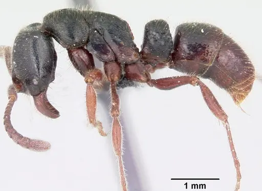 Euponera zoro - CASENT0045619